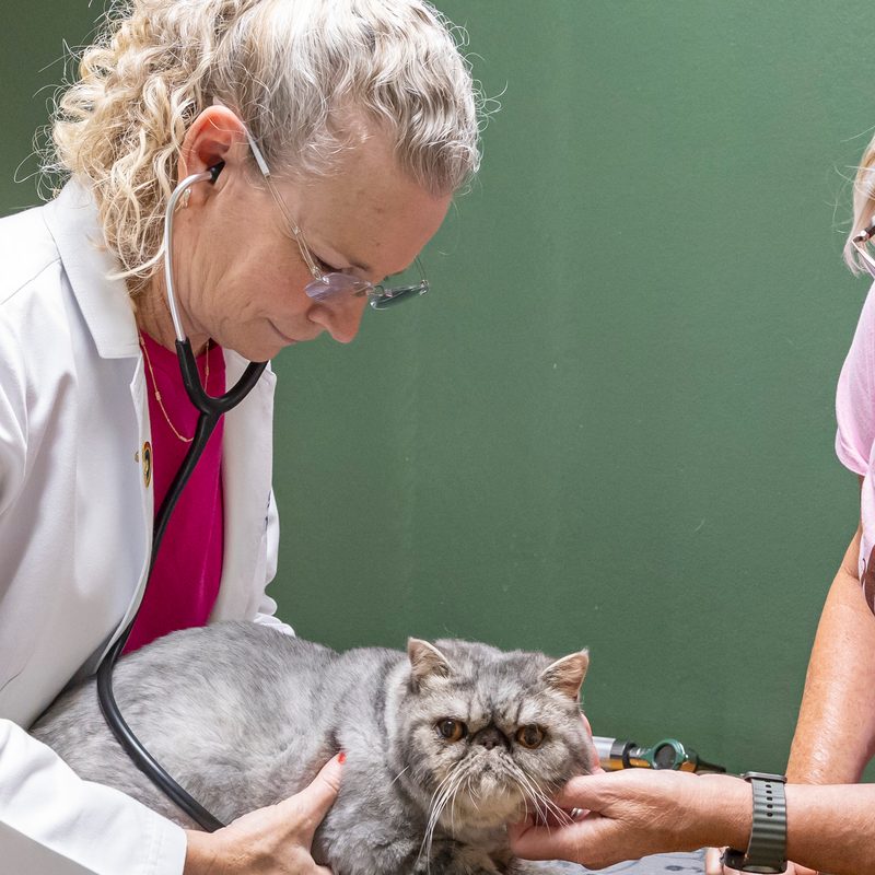 A veterinarian examining a grey cat on the exam table