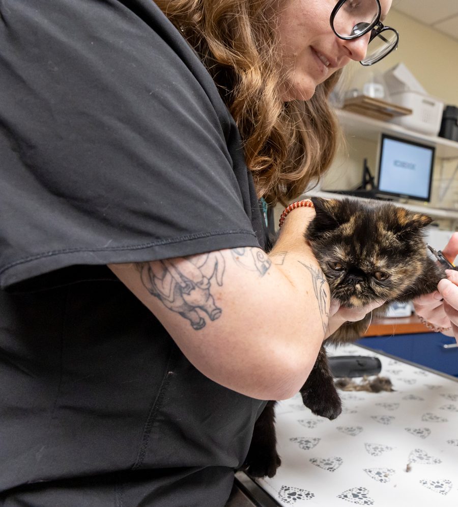 A technician gently holding a tortoiseshell cat during a nail trim