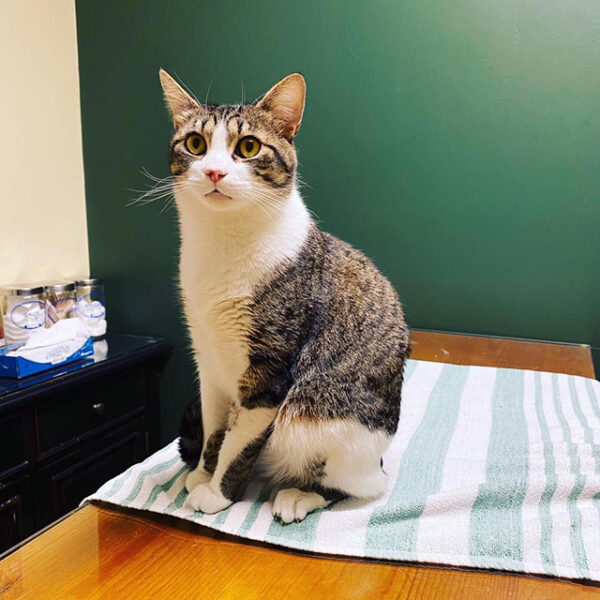 Advanced Diagnostic Tools The Cat Doctors Tampa, Florida