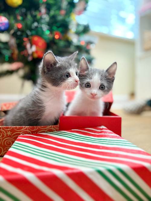 cd-xmas-kitties