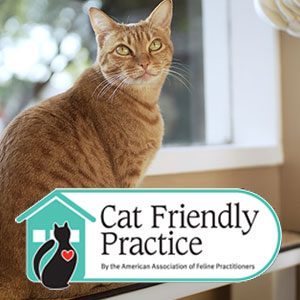cat-friendly-practice