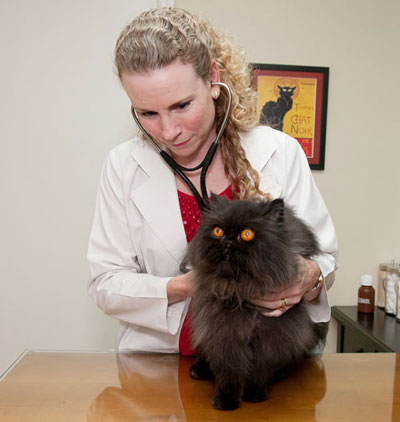 dr-simon-cat-exam-400px