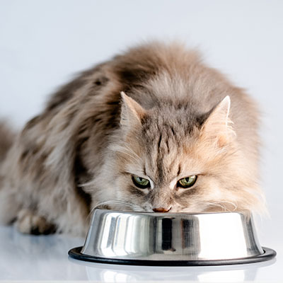 cat-diet-400px