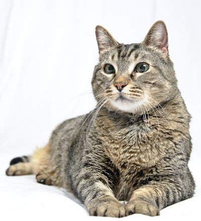 senior-cat