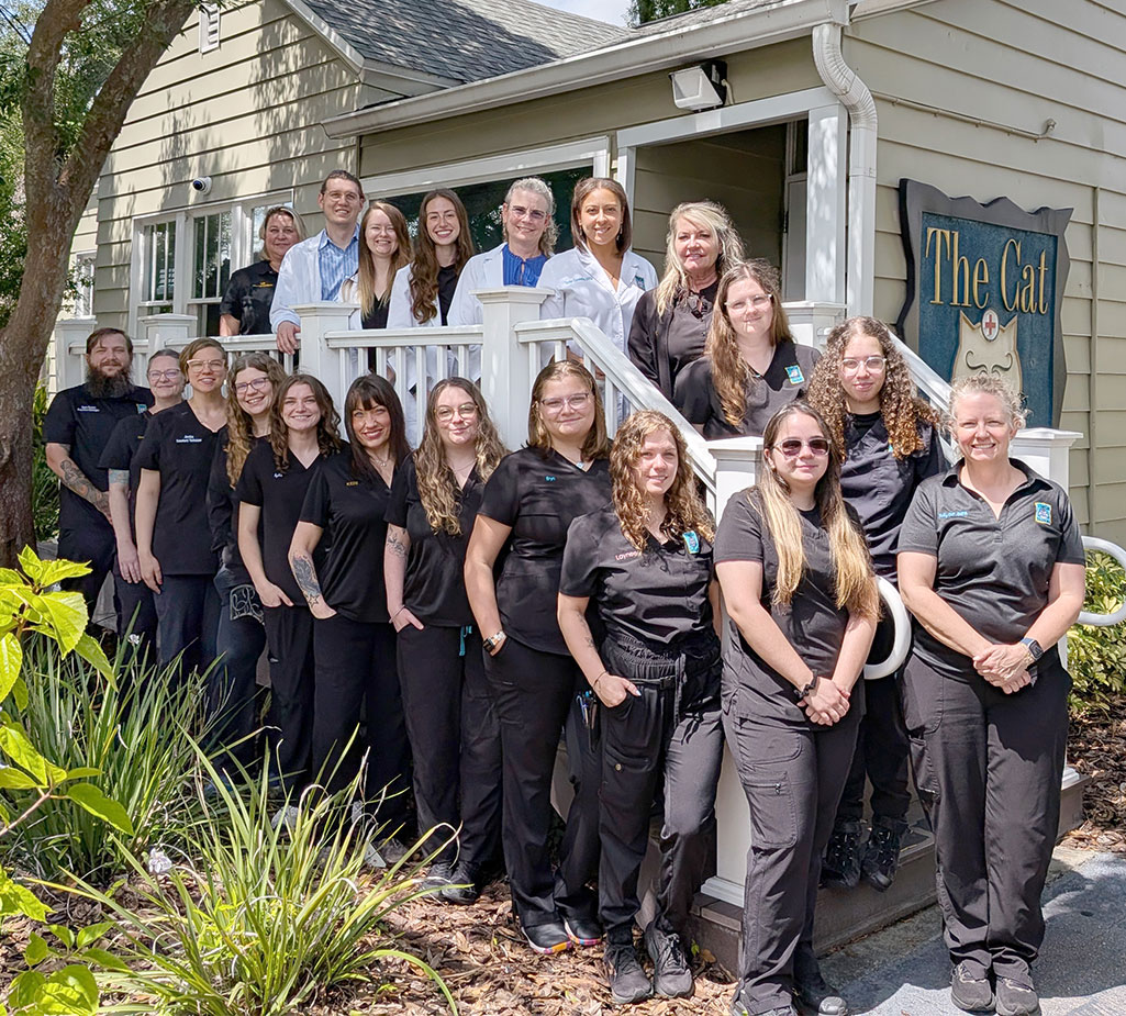 Cat Doctors Team