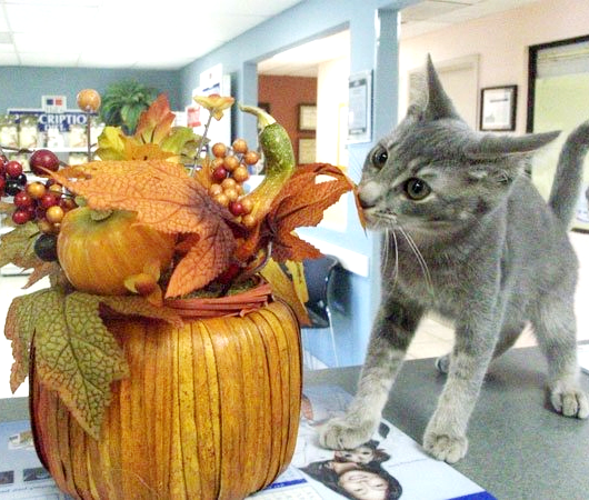 kitty-holidays